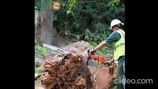Tree Services in Casey | Stump Grinding Casey | Stump Grinding Services Casey