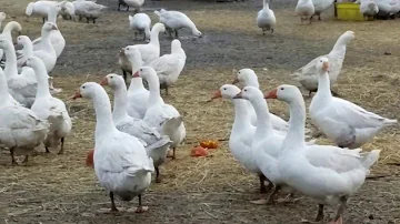 Welche Laute macht eine Gans?