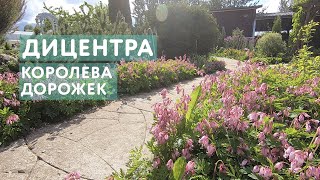 Дицентра - по-настоящему великолепная и изящная. Ей стоит найти место в любом саду.