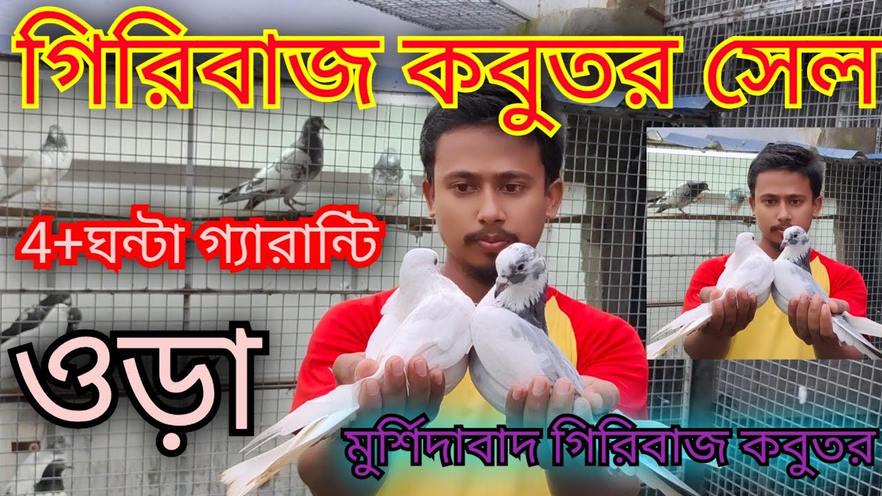 দেশি মুর্শিদাবাদে গিরিবাজ কবুতর সেল। আজহার উদ্দিনের গিরিবাজ কবুতর সেল।gerebaj pigeon sale