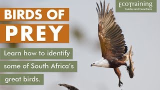 Birds of Prey | Learn how to identify them