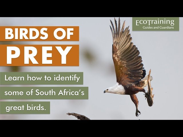 Birds of Prey, Southern Africa