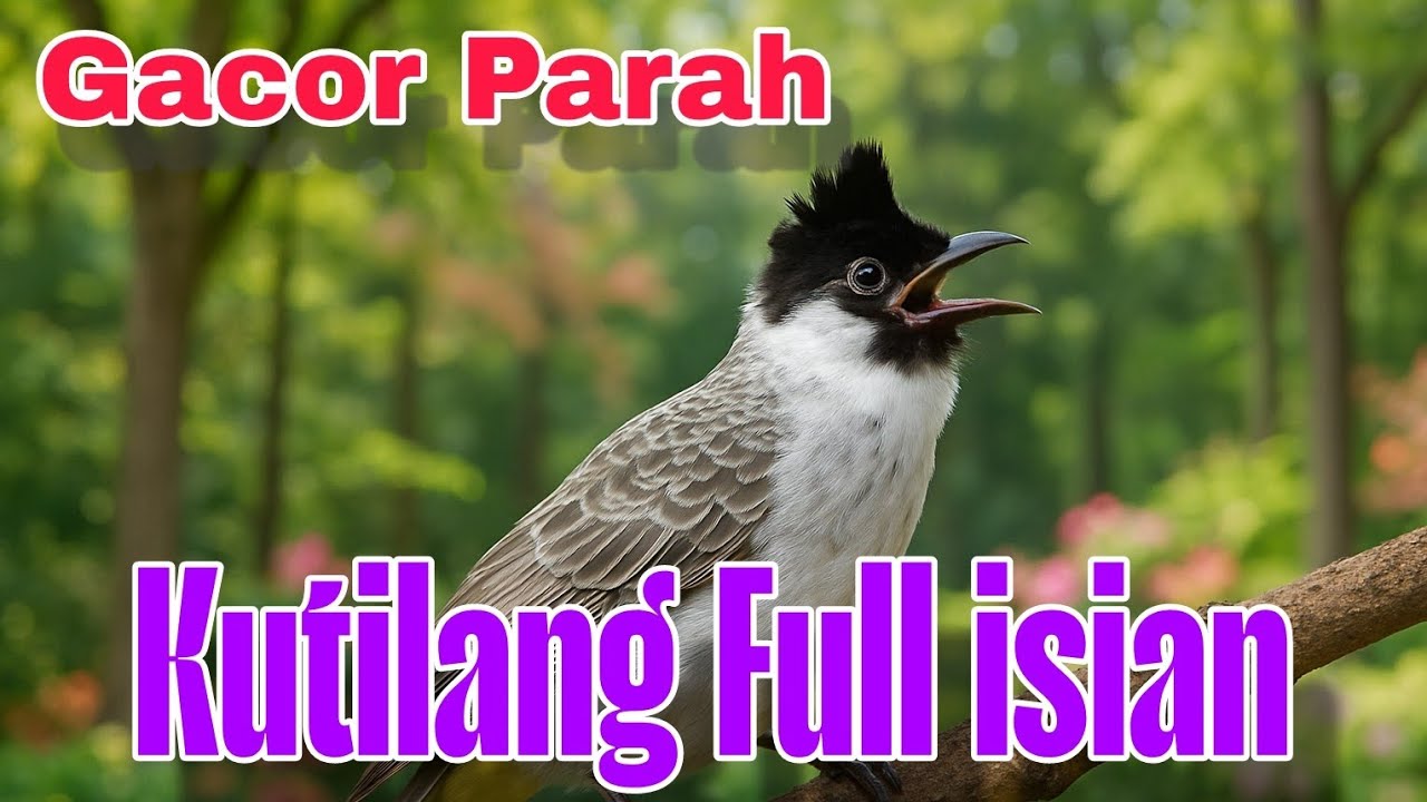 kutilang gacor full isian merah