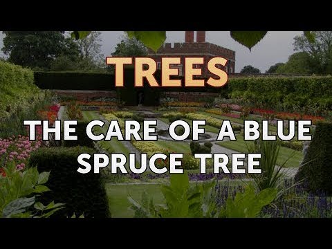 Video: Mayroon bang miniature blue spruce tree?