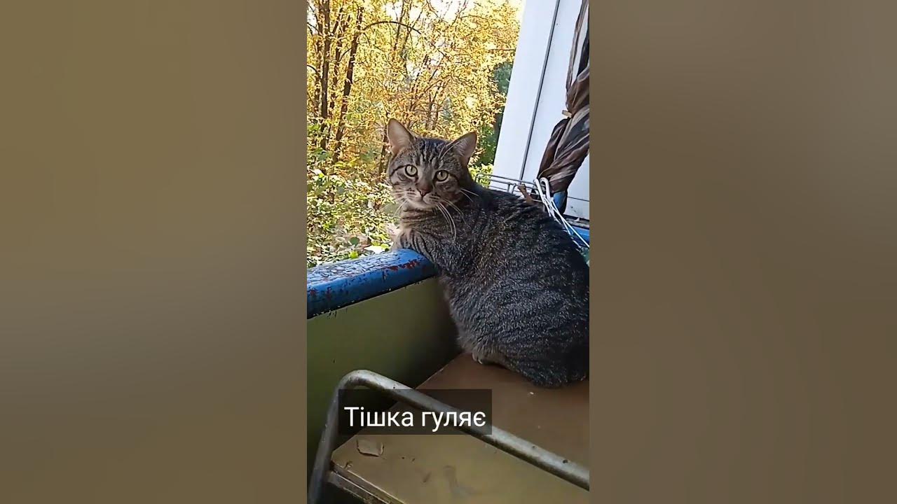 Мій котик Тішка #україна #київ #котики - YouTube