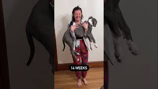 Great Dane Growth: 8-17 weeks