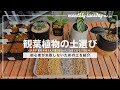 【土選び】観葉植物、多肉植物、サボテン、アガベ、塊根植物の土は何を選べばいいの？【ゲッチューファーム園芸ver】