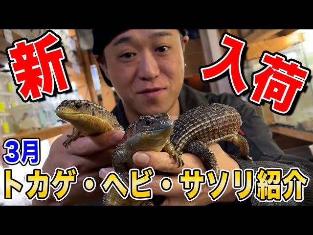 New Arrivals] A cute lizard, a snake that only eats eggs, and a