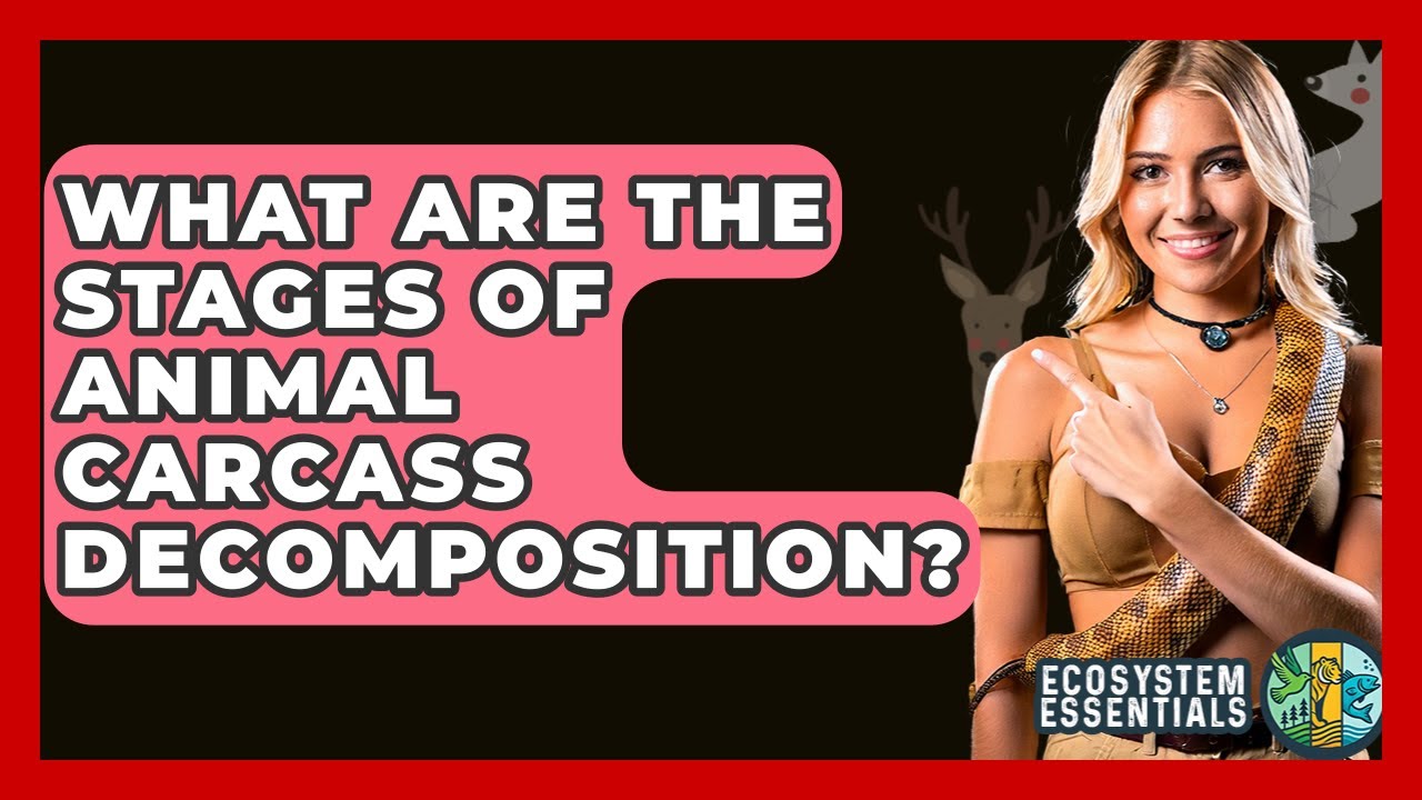 What Are The Stages Of Animal Carcass Decomposition? - Ecosystem Essentials