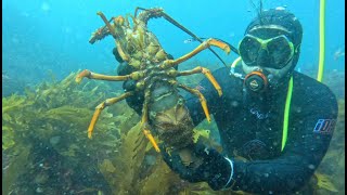 Torquay Diving - Crayfish in Berry by Great Ocean Divers 632 views 8 months ago 5 minutes, 19 seconds