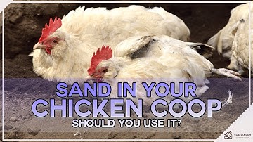Should You Use Sand In Your Chicken Coop?