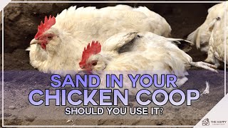 Should You Use Sand In Your Chicken Coop?