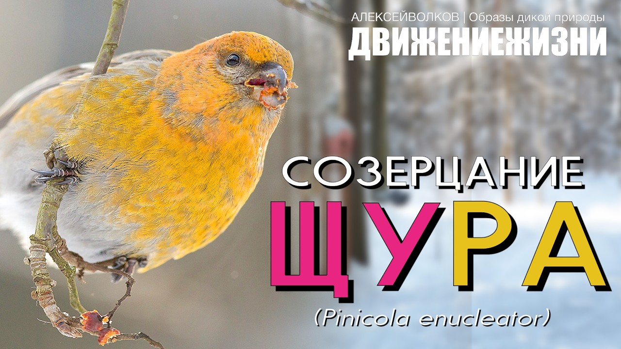 Созерцание Щура (Pinicola enucleator) - без слов под музыку, только Щур и ничего лишнего
