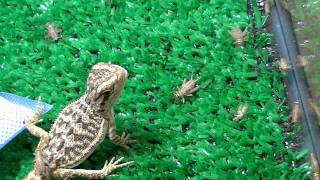 Baby Bearded Dragon Eating Crickets