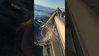 ONE GIANT WHITE SHARK. ONE YEAR. #sharks #tagiversary #factsoverfear #whiteshark @OCEARCHsharktracker