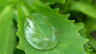 Slow-Motion Capture Of A Falling Water Droplet