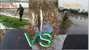 Câu Lure Cá Lóc - Câu Cá Lóc Cuối Mùa Lũ Cùng Với 5 kích thủ và 2 Chú Cắm Câu | Nỗi buồn dân câu..