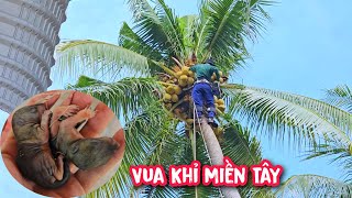 Bất ngờ !!! Vua khỉ cưa hạ gốc nhiều cây Dừa cao chót vót thì bắt được hai con Sóc con (Phần1/2).