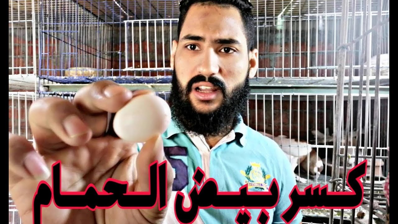 أسباب كسر بيض 🥚 الحمام وعلاج كل مشكلة من ابومريم التونسي