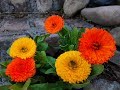 Cuidados de la Caléndula / Maravilla / Calendula officinalis / Botón de oro / Gauchas / Mercadela