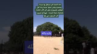 الشجرة المباركة