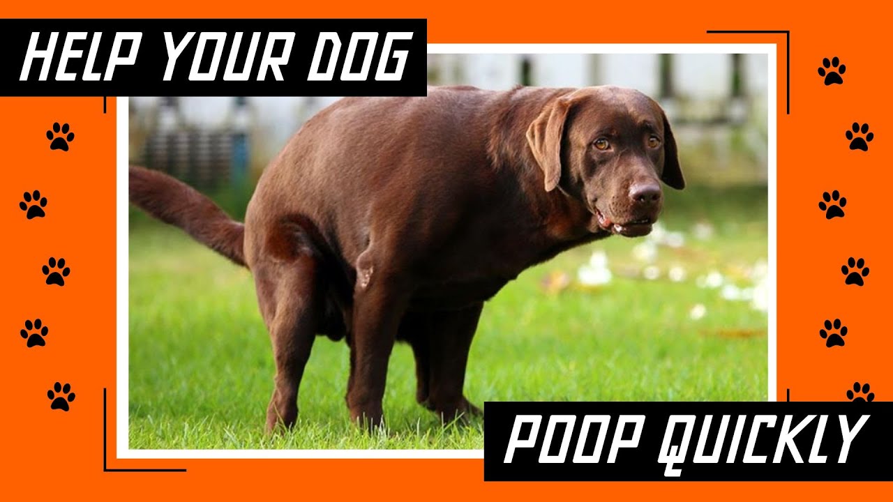 Home remedies to make your dog poop quickly that actually work youtube