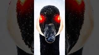 Operating on Pure Hatred | Geese #shorts