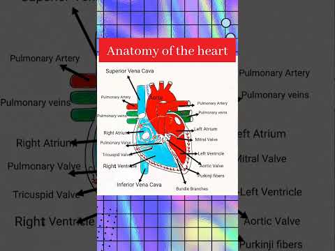 Heart Diagram