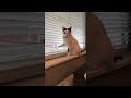 Cat Messing with Blinds for Attention From Human || ViralHog