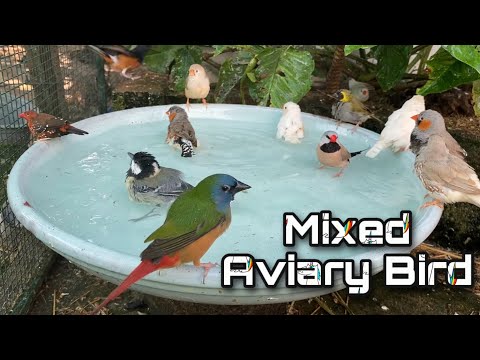 Video: Gjithcka Rreth Finches Dhe Canaries