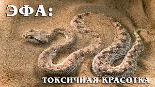 Эфа (Песчаная гадюка): Ядовитая красотка из мира рептилий | Интересные факты про змей