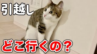ニャンコのために広いお家にお引越しする事にしました