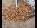 Старинный способ проращивания зерна для кур несушек.