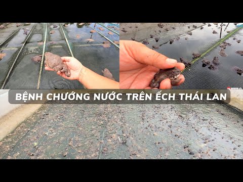 Bệnh chướng nước trên ếch