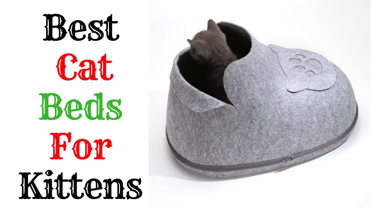 do it yourself pest control coupon Best Cat Beds For Kittens 2019