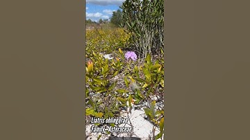 Rare Plants on Florida Sugar Sand