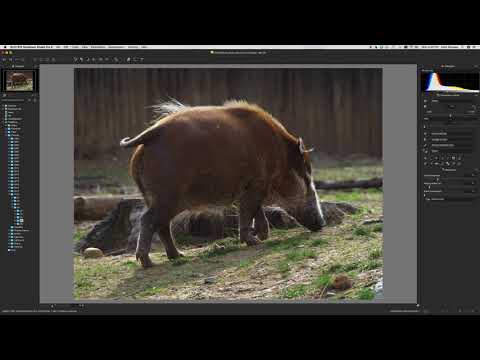 Silkypix Quick Tip #2