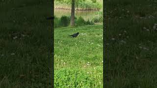 Gigantic Rare Black Crow Raven Bird Spotted