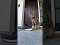 Cat Faints After Smelling Owner's Shoe 😂 #Shorts