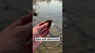 Comment when you see it 👀 #babyturtle #softshell #herping