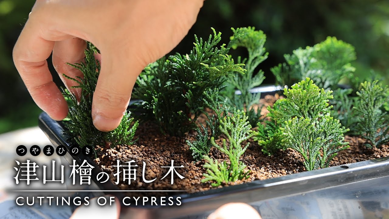 津山檜（津山ヒノキ）の剪定・挿し木【Bonsai diary 盆栽日記 7/23】初心者の簡単盆栽の作り方 育て方 やり方 Cypress cutting ミニ盆栽 EOS R5撮影