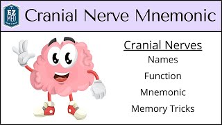 Cranial Nerves MADE EASY: Mnemonic & Tricks for their Names & Function by EZmed 342,513 views 2 years ago 6 minutes, 27 seconds