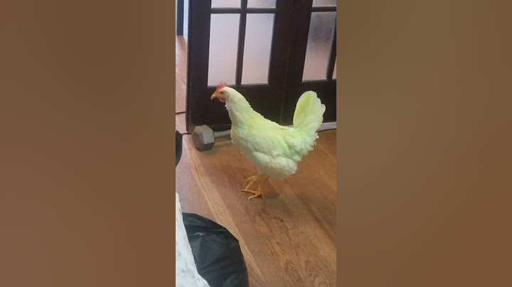 Greenie my pet chicken yelling at me for leaving