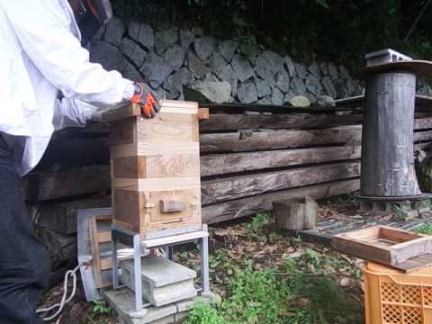 日本ミツバチ単枠式巣箱自然入居後1巣門を5巣門に変更 - YouTube