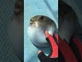 ブヨンブヨンブヨンッ