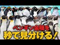 世界のペンギン全18種を見分けよう