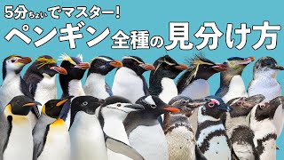 世界のペンギン全18種を見分けよう