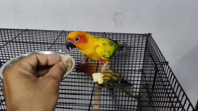Can Sun Conure Eat Watermelon?: A Complete Guide