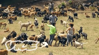 The Town With More Dogs Than People