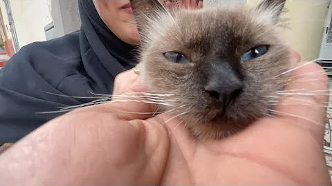 Video 11069681: blue eyed siamese cat, siamese cat food